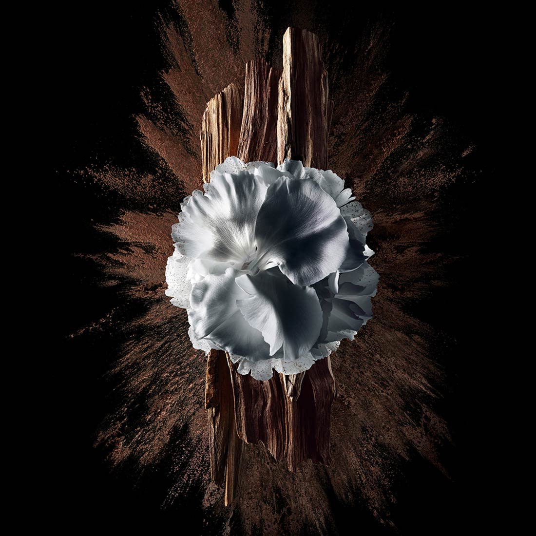 Gentleman Society EDP Extreme