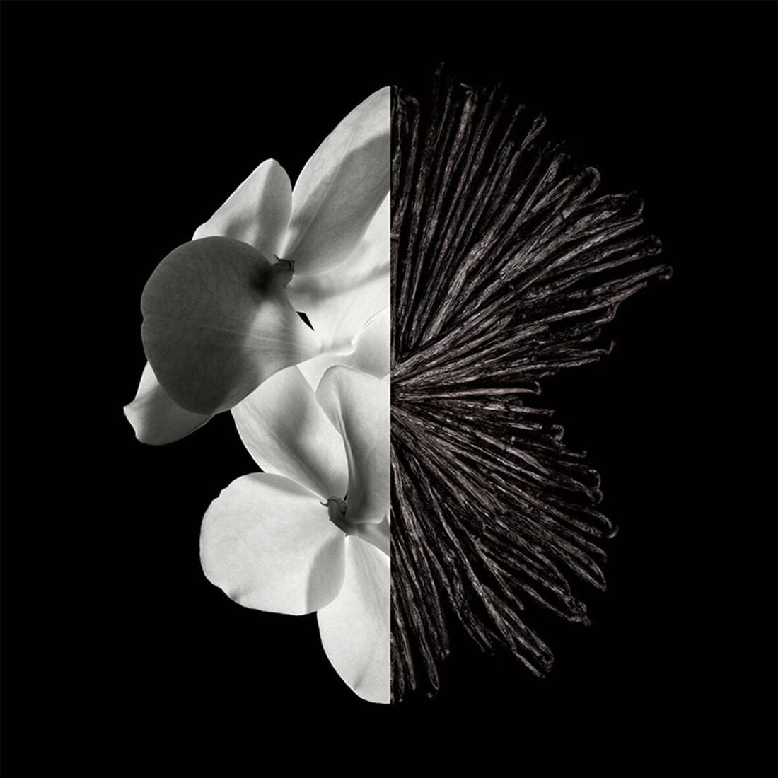 Gentleman New EDP 100 ml